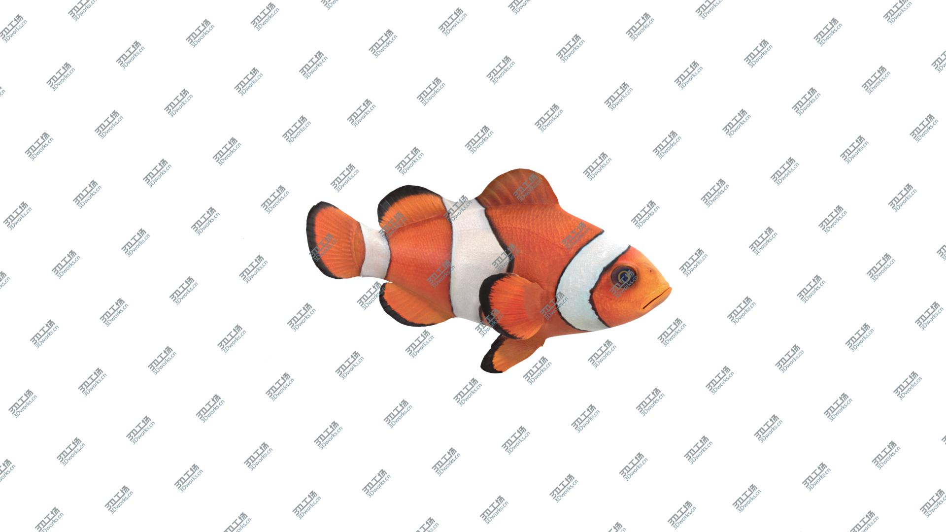 images/goods_img/2021040232/3D Clown Fish/5.jpg